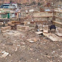 Idoso é multado em R$ 136 mil por manter 75 canários em cativeiro - Reprodução/PMMG