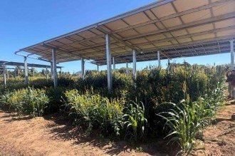 Estudo quer viabilizar produção de energia solar e alimento no mesmo espaço