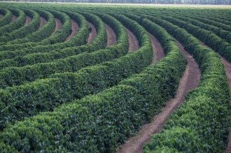 Safra de café arábica em MG foi estimada em 33,4 milhões de sacas