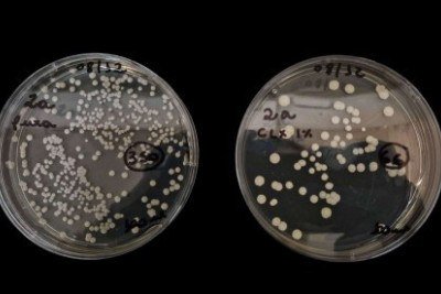 A primeira placa mostra crescimento do fungo Candida parapsilosis sem exposição ao antisséptico, enquanto a segunda mostra redução após exposição à composição à base de clorexidina, eugenol e mentol -  (crédito:  Gabrielle Lameado Pereira/Laboratório de Microbiologia-Unifran)
