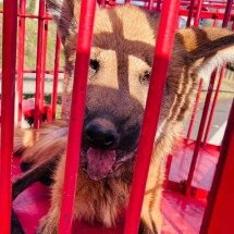 MG: Lobo-guará ferido é resgatado pelo Corpo de Bombeiros - CBMMG/Divulga&ccedil;&atilde;o