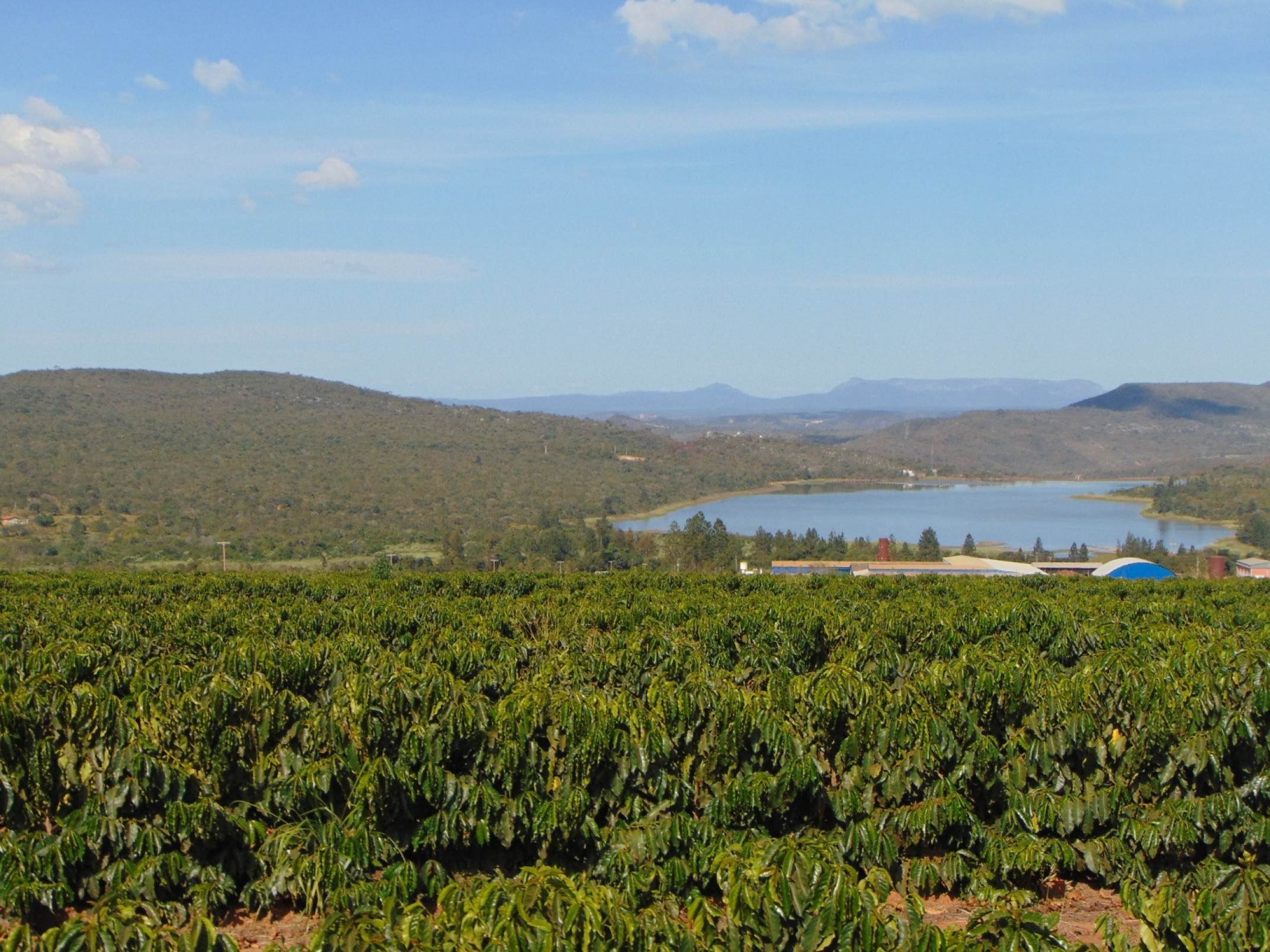 Produtores de caf&eacute; alcan&ccedil;am aos &iacute;ndices de produtividade no semi&aacute;rido mineiro com o uso de novas tecnologias