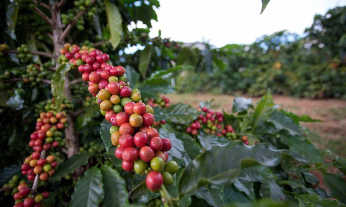 Os produtores de café podem aumentar o faturamento das lavouras através do aproveitamento de matérias-primas que hoje são descartadas - (crédito: Wenderson Araujo/CNA)