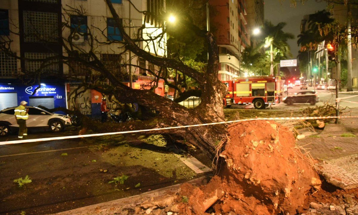 Bombeiros trabalham no corte da árvore- Gladyston Rodrigues/EM/D.A. Press