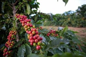 Café muito além da xícara