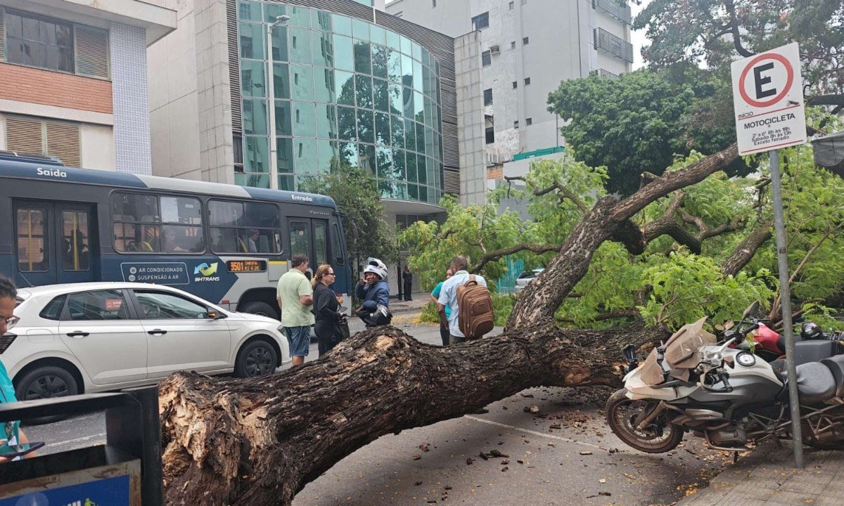Árvore cai na Rua Padre Rolim, Santa Efigênia - (crédito: Mariana do Espírito Santo)