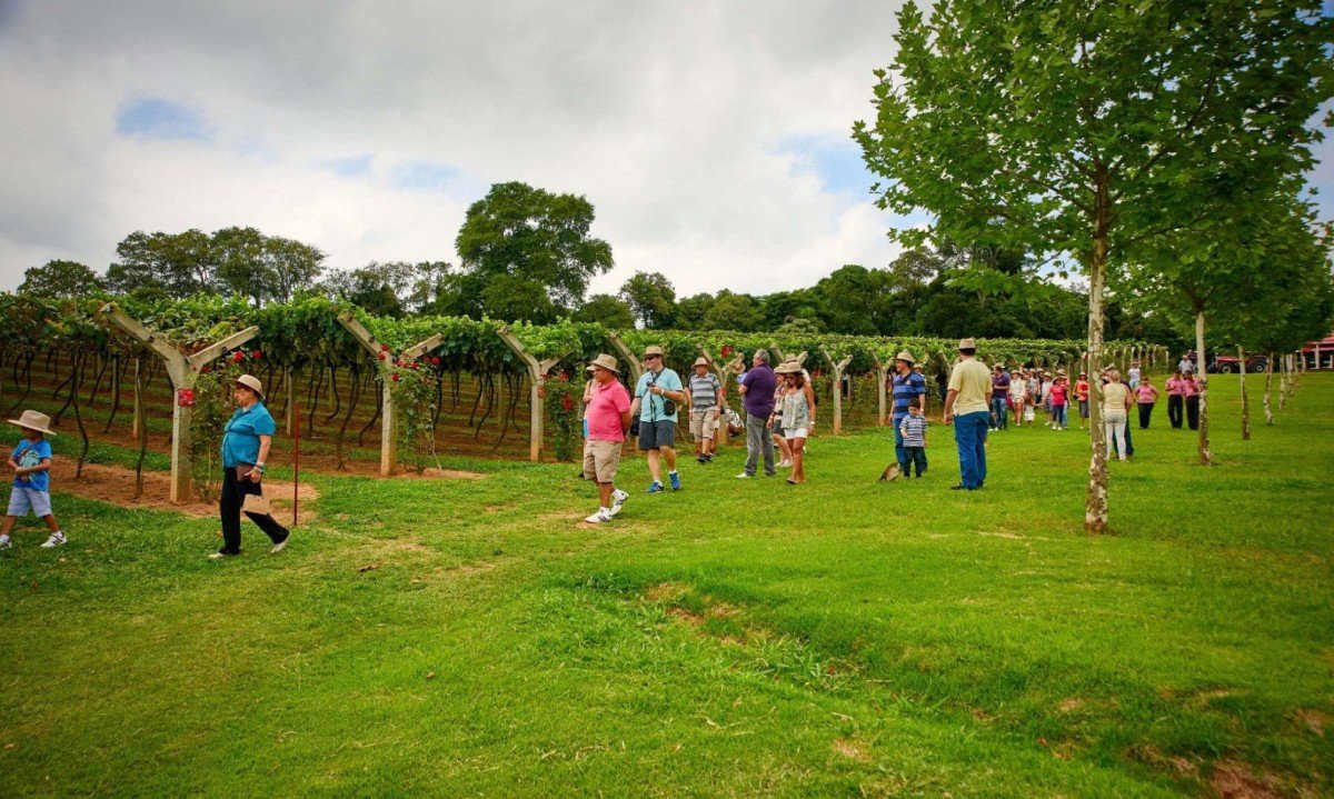 Em S&atilde;o Roque, o Roteiro do Vinho combina paisagens, gastronomia, turismo rural e, claro, bons vinhos