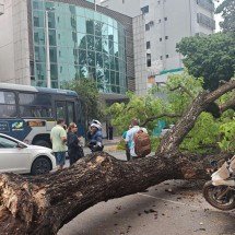 Árvore de grande porte cai sobre motocicletas no Santa Efigênia, em BH - Mariana do Esp&iacute;rito Santo