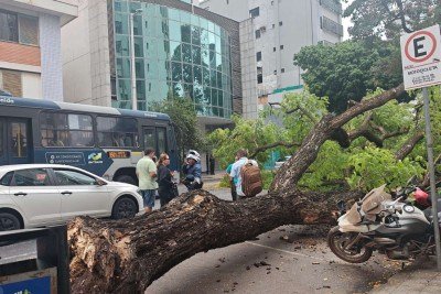&Aacute;rvore cai na Rua Padre Rolim, Santa Efig&ecirc;nia  -  (crédito: Mariana do Esp&iacute;rito Santo)