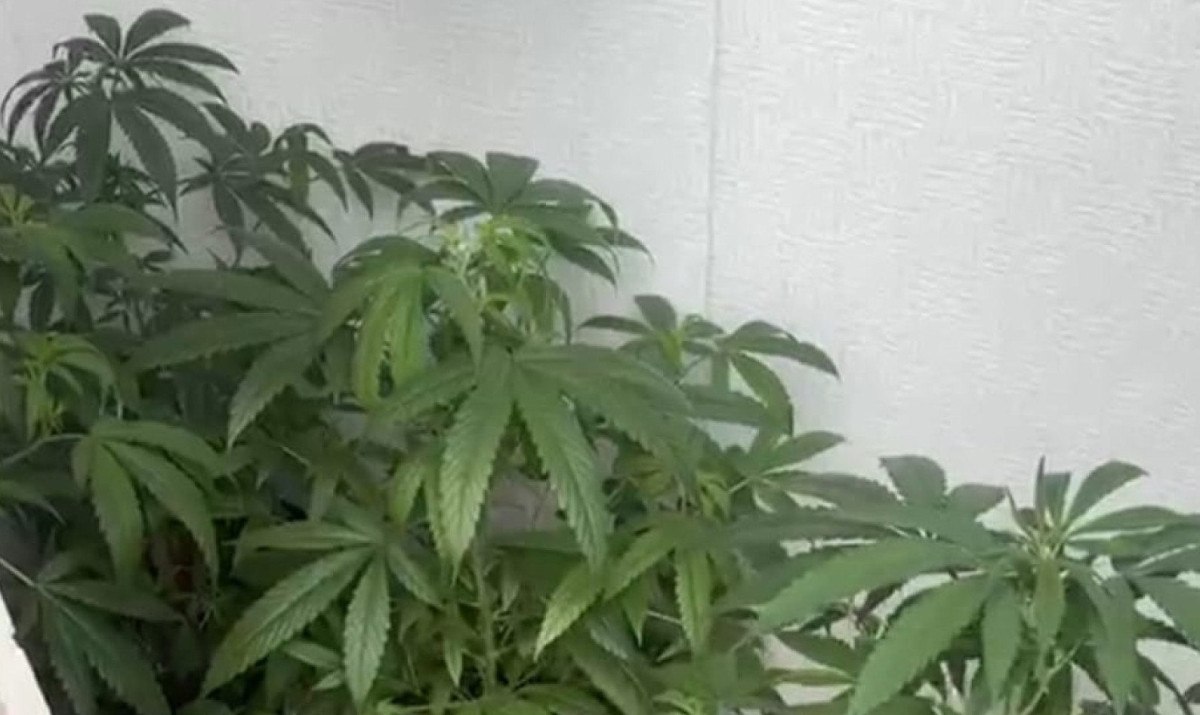 Polícia Militar (PMMG) apreenderam dez pés de maconha, duas buchas da droga e materiais para cultivo da planta em Vespasiano, Região Metropolitana de Belo Horizonte - (crédito: Divulgação/PMMG)