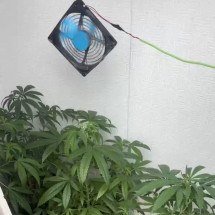 Denúncia leva PM a imóvel com cultivo de maconha em Vespasiano - Divulgação/PMMG