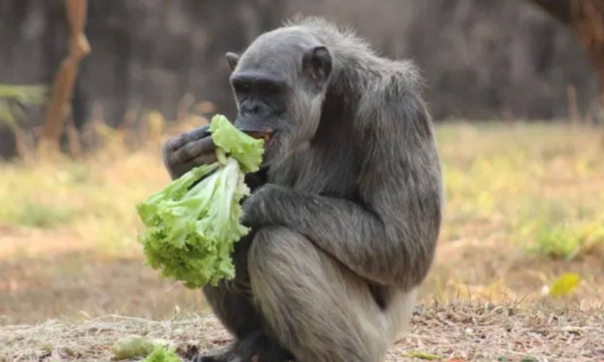 Chimpanzé Serafim, do Zoo de BH - (crédito: Suziane Brugnara/Divulgação PBH)