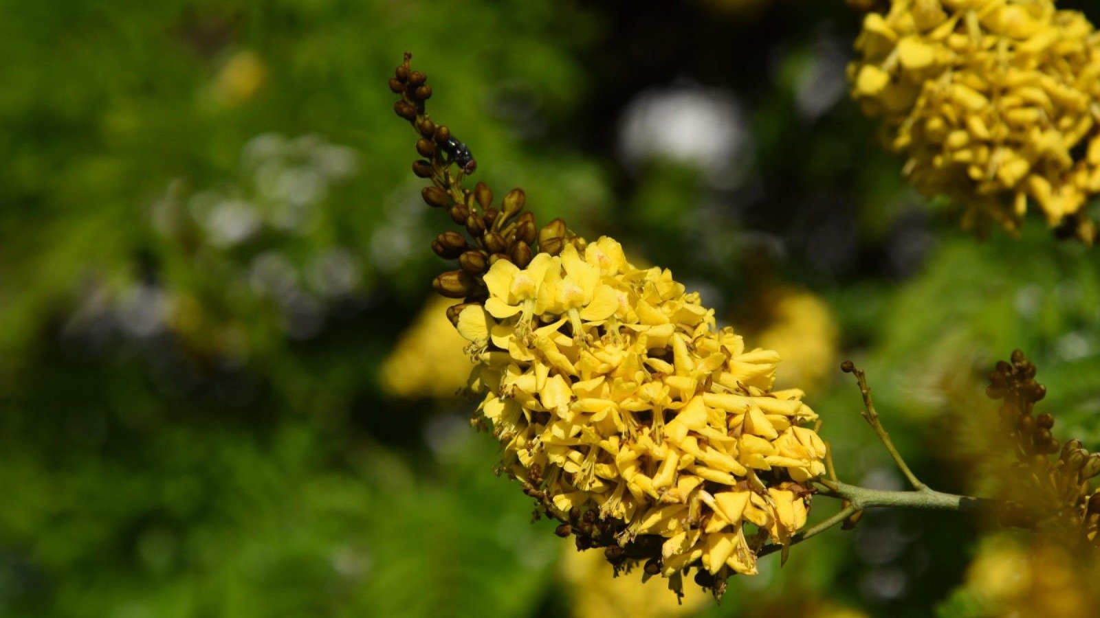 Em vez de uma flora&ccedil;&atilde;o concentrada em poucos dias, os cachos apresentam diferentes est&aacute;gios de desenvolvimento