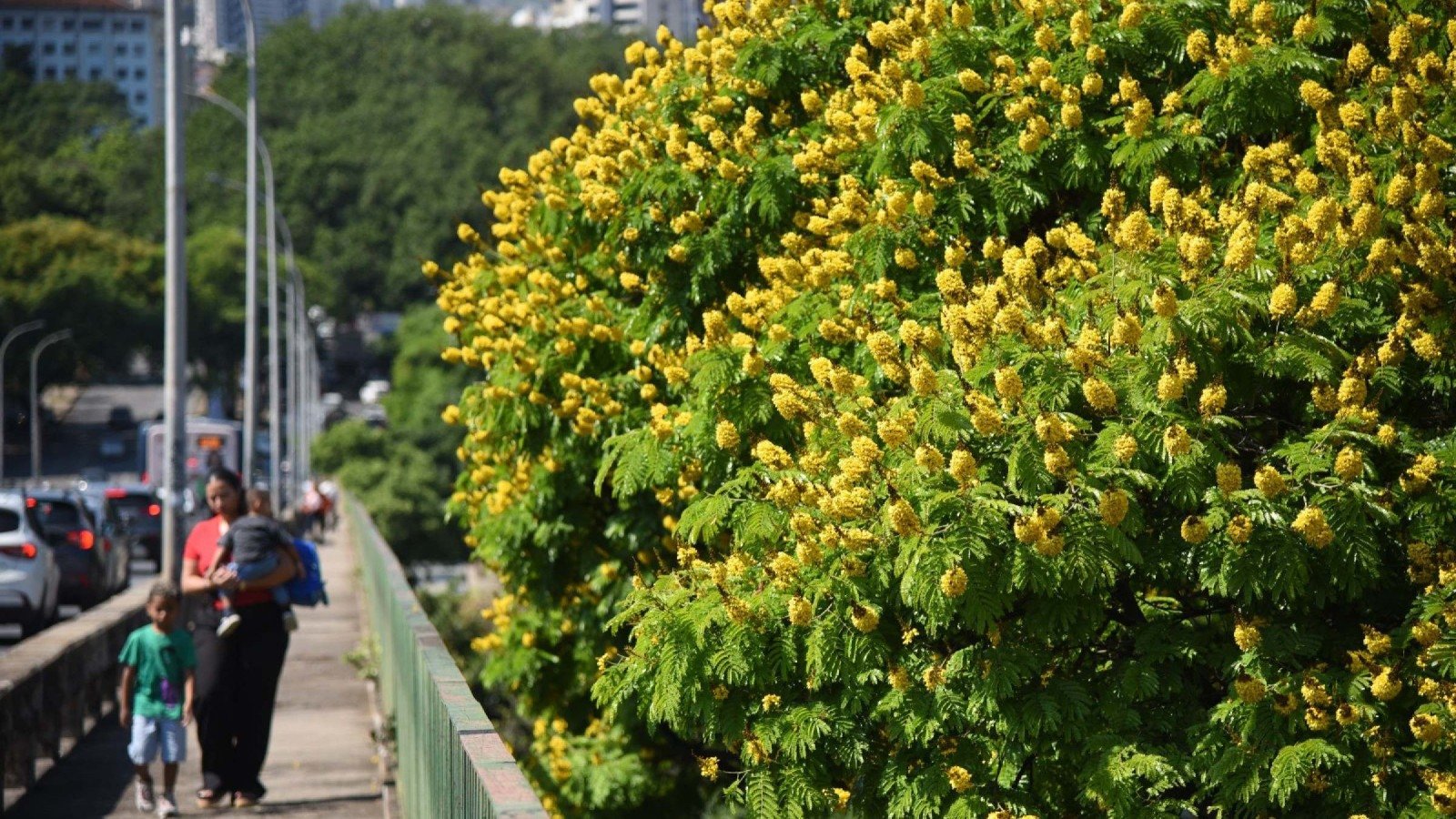 Para o gerente da PBH, a arboriza&ccedil;&atilde;o da capital &eacute; um patrim&ocirc;nio que precisa ser mantido e ampliado