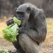 Zoo de BH: chimpanzé Serafim tem lesão cerebral identificada em exames - Suziane Brugnara/Divulgação PBH