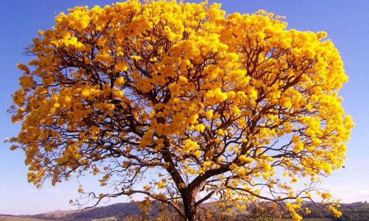 Dia da Árvore é comemorado em 21 de setembro - (crédito: DINO)