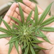 Justiça de MG concede habeas corpus para cultivo de maconha medicinal; entenda como funciona - erin_hinterland/Pixbay