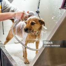 Como evitar que seu pet morra durante banho; lista de 7 alertas práticos -  Getty Images/iStockphoto