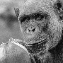 Zoo de BH: morre chimpanzé Serafim; primata tinha 38 anos - PBH/Divulgação