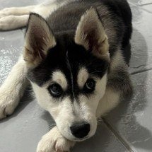 Cadela morre durante banho em clínica onde cão perdeu o olho