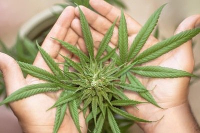 Pacientes buscam na Justi&ccedil;a autoriza&ccedil;&atilde;o para o cultivo de cannabis, garantindo acesso a tratamentos medicinais mais acess&iacute;veis -  (crédito: erin_hinterland/Pixbay)