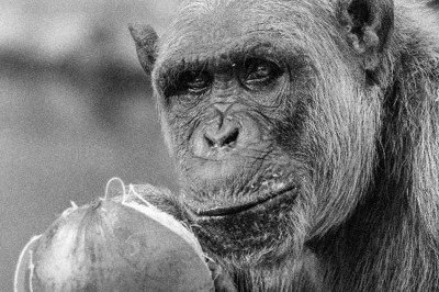 chimpanzé Serafim morreu aos 38 anos  -  (crédito: PBH/Divulgação)