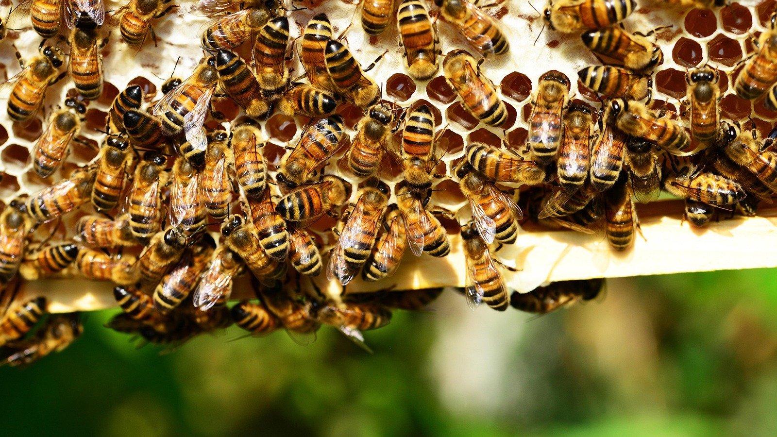 Apesar de sua import&acirc;ncia, abelhas podem ser perigosas em ataques; entenda os motivos  -  (crédito: Pixabay)