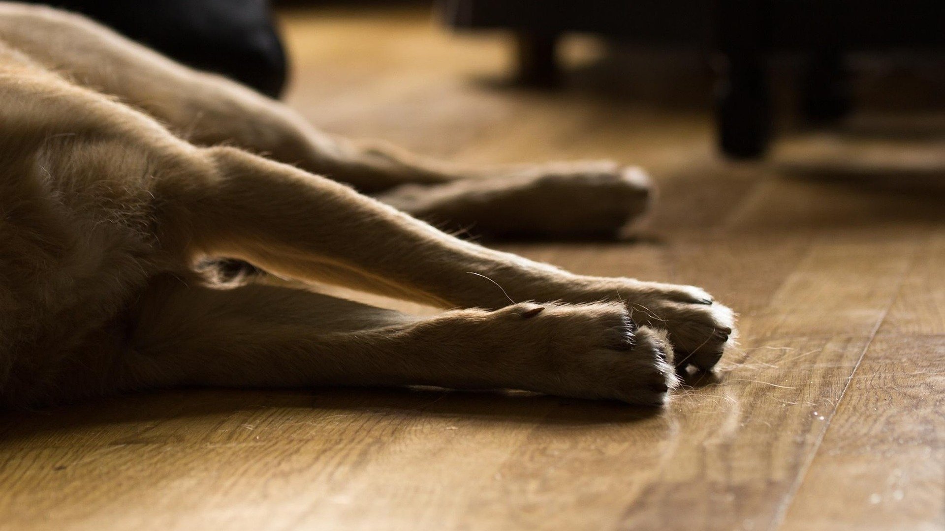 O bem-estar e a seguran&ccedil;a dos animais de estima&ccedil;&atilde;o s&atilde;o cruciais para tutores que buscam repara&ccedil;&atilde;o por neglig&ecirc;ncia em estabelecimentos -  (crédito: dife88/Pixbay)