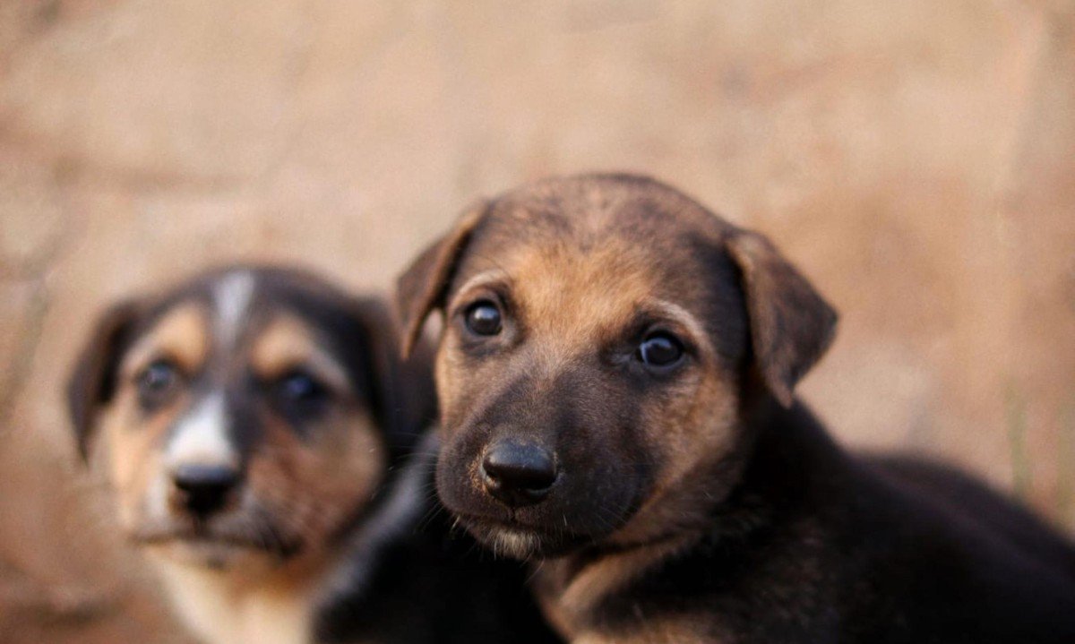 A proposta da campanha é facilitar o encontro entre animais que precisam de um lar e pessoas interessadas - (crédito: Pexels)
