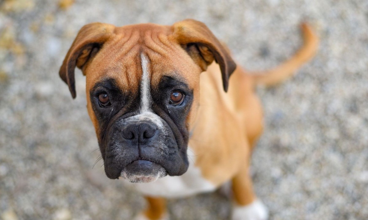 Conheça as responsabilidades legais que a guarda de um cachorro exige do seu tutor para evitar problemas judiciais. - (crédito: Freepik)
