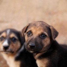 Carrefour Contagem realiza feira de adoção de cães neste sábado - Pexels