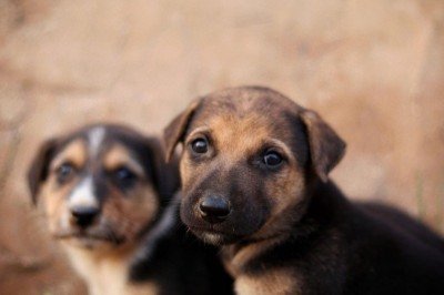 A proposta da campanha é facilitar o encontro entre animais que precisam de um lar e pessoas interessadas -  (crédito: Pexels)