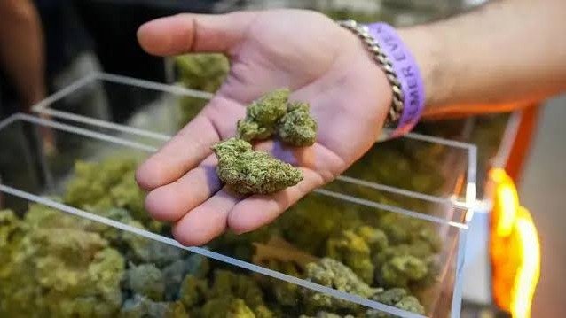 A decis&atilde;o do STF de 2024 estabeleceu crit&eacute;rios de quantidade para diferenciar o usu&aacute;rio de maconha do traficante -  (crédito: Reprodu&ccedil;&atilde;o)