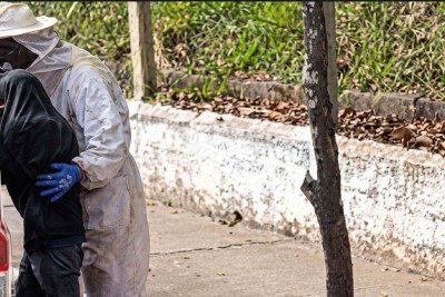 Bombeiros com vestimentas de prote&ccedil;&atilde;o contra ferroadas salvam homem de ataque de um enxame de abelhas em Andradas -  (crédito: CBMMG)