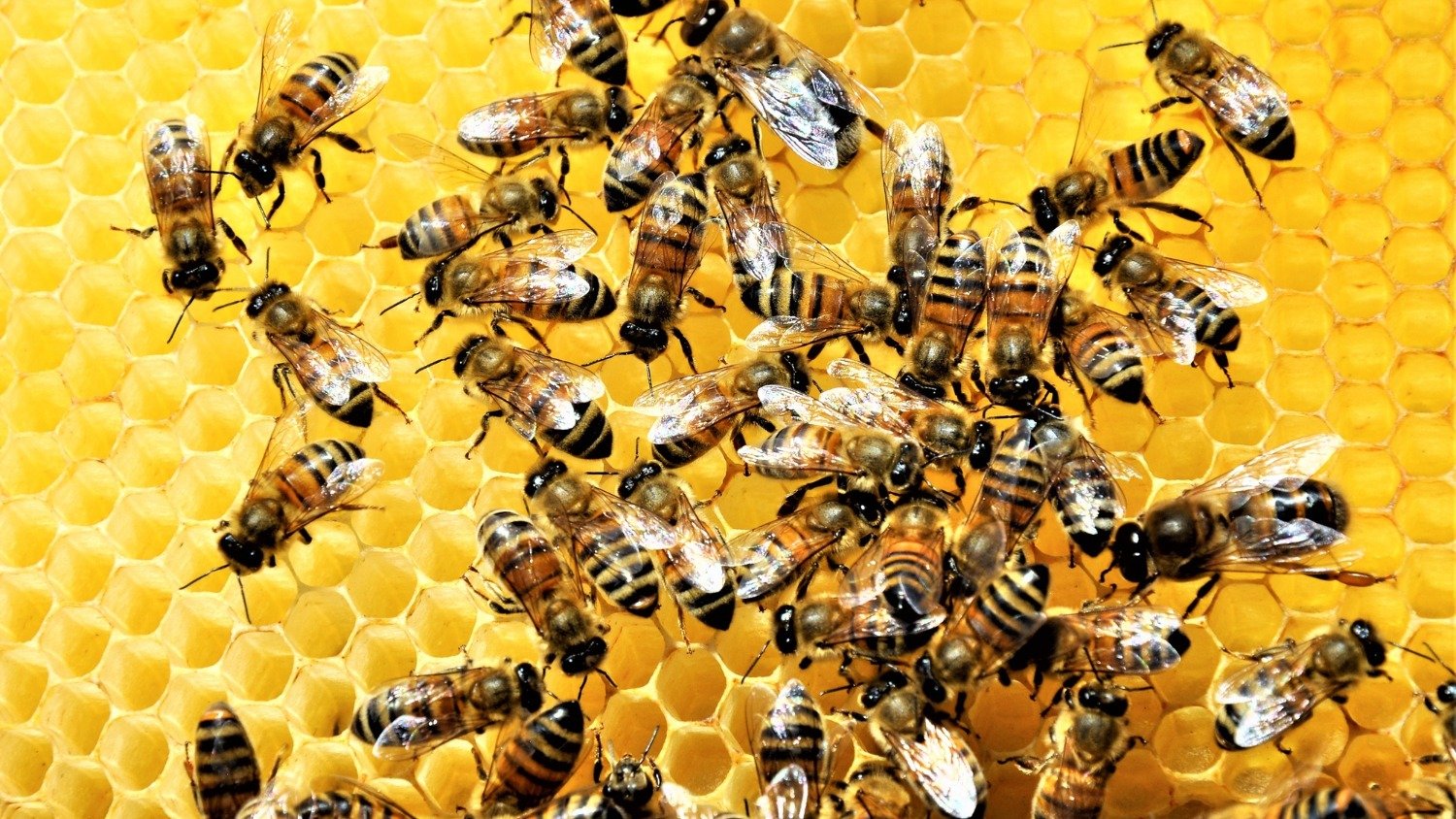A intensa atividade das abelhas na primavera amplia o risco de ataques e incidentes, conforme alertado pelas autoridades -  (crédito: Freepik)