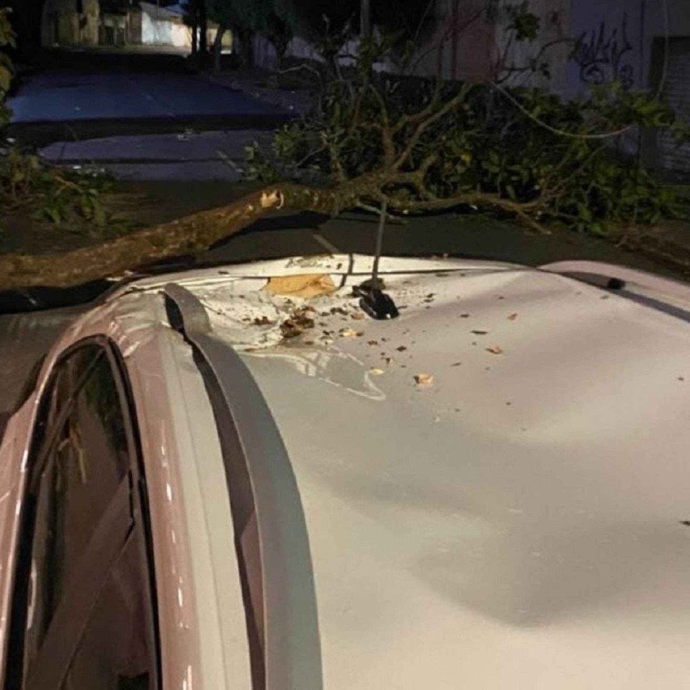 BH: Árvore cai em cima de carro na Região da Pampulha