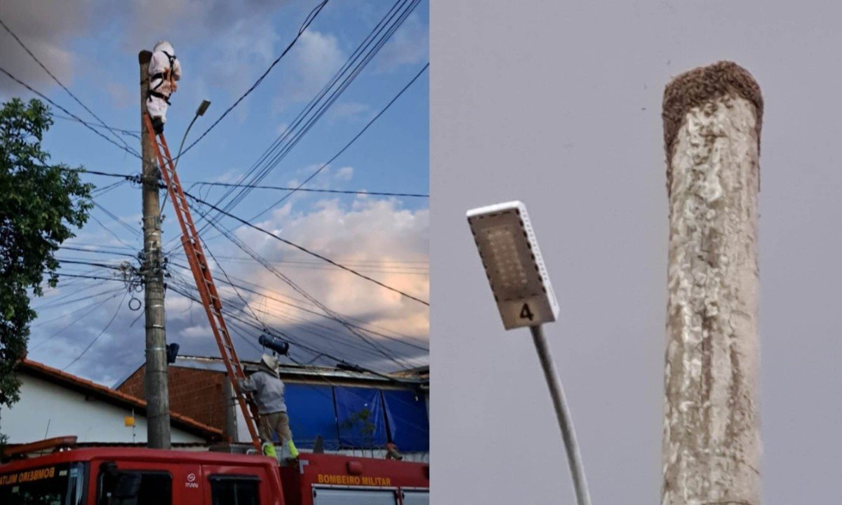 Idoso sofre parada cardiorrespiratória após ser atacado por enxame de abelhas em Montes Claros, no Norte de Minas - (crédito: Divulgação/CBMMG)
