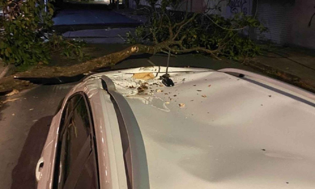 Ao cair, árvore de porte médio danificou o veículo e bloqueou a via - (crédito: CBMMG/Divulgação)