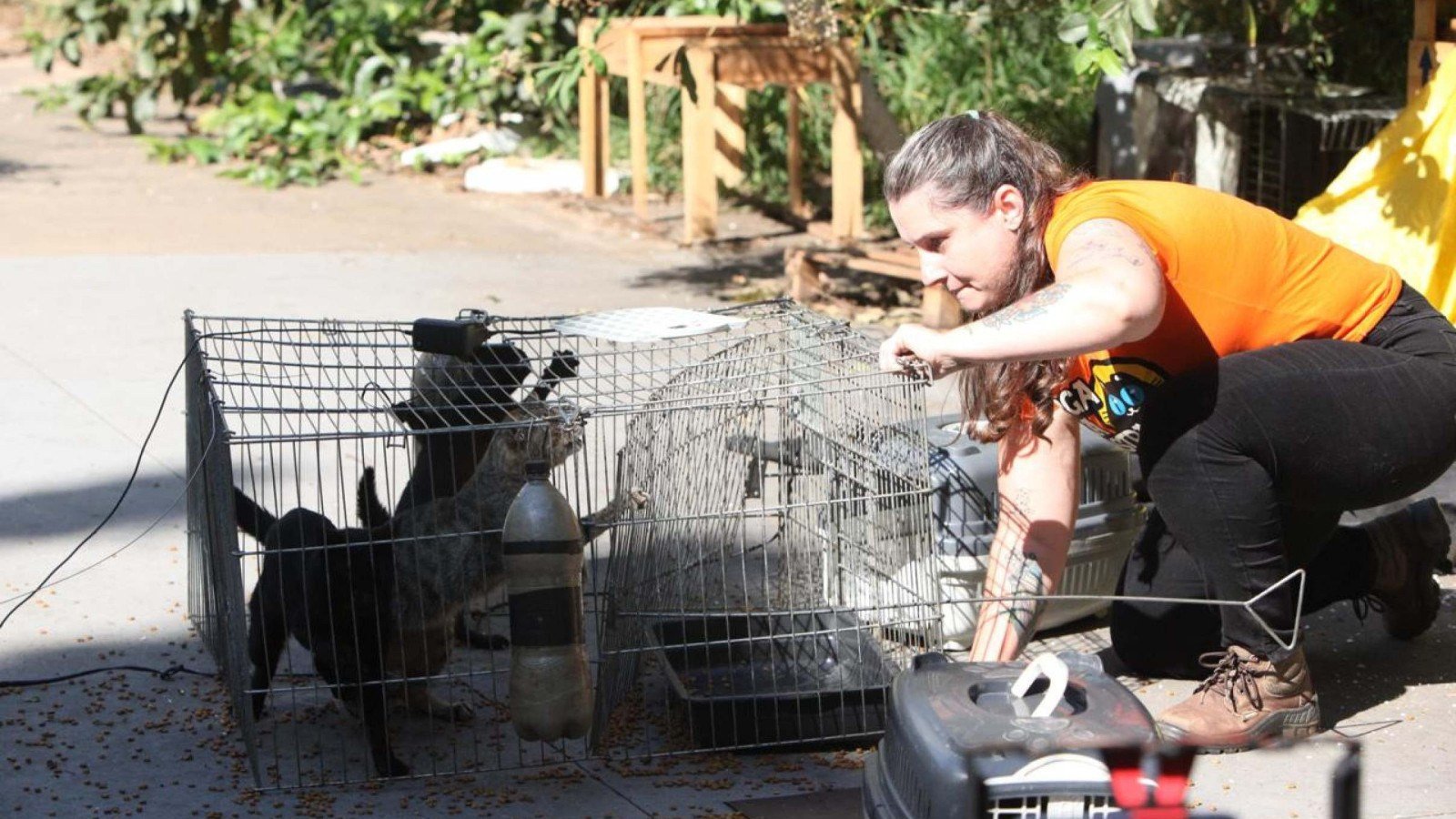Ong Pega Pra Castrar inicia for&ccedil;a-tarefa para capturar 45 gatos que vivem em terreno baldio no Barro Preto