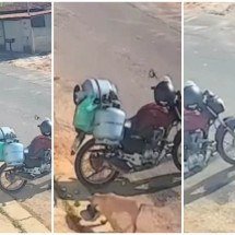 Vídeo: cachorro caramelo leva bolsa de entregador em MG e "crime" viraliza - Redes sociais/Reprodu&ccedil;&atilde;o