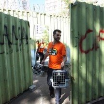 Força-tarefa captura e castra 45 gatos de rua em BH - Edésio Ferreira/EM/D.A Press
