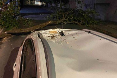Ao cair, &aacute;rvore de porte m&eacute;dio danificou o ve&iacute;culo e bloqueou a via -  (crédito: CBMMG/Divulga&ccedil;&atilde;o)