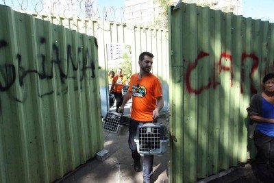 Ong Pega Pra Castrar inicia força-tarefa para capturar 45 gatos que vivem em terreno baldio no Barro Preto -  (crédito: Edésio Ferreira/EM/D.A Press)