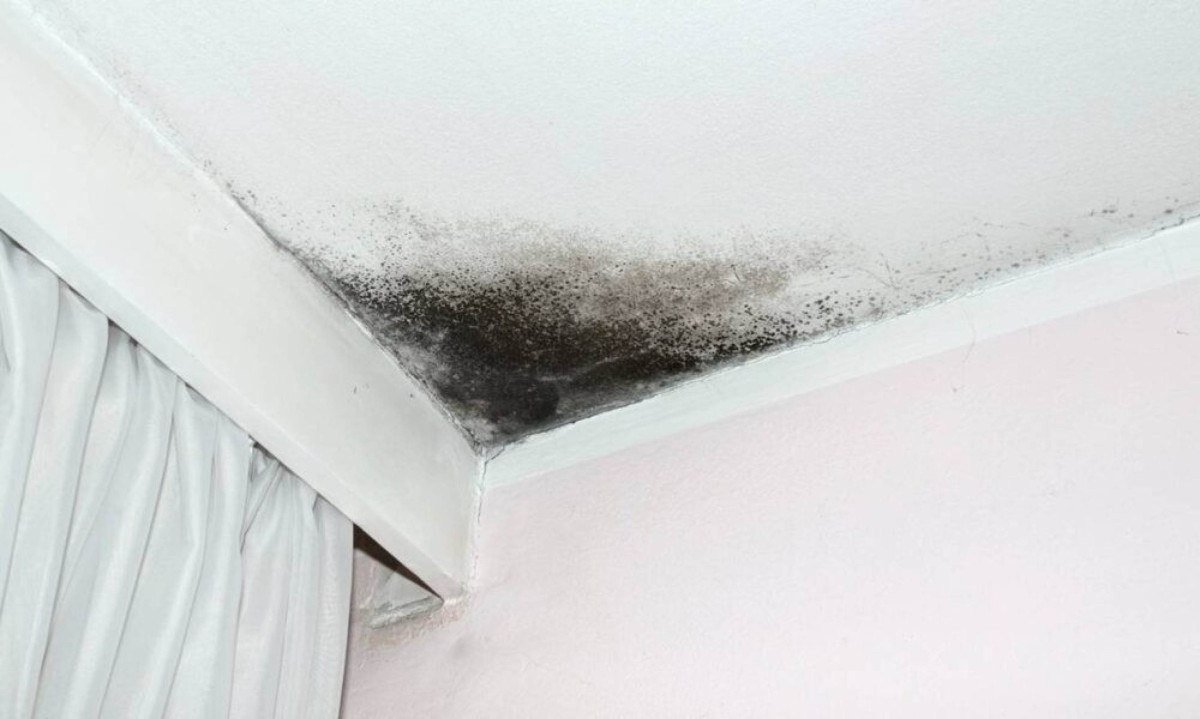 Goteiras deixam mofo invisível em casa e pneumologistas alertam para risco de crises respiratórias graves em crianças e idosos - (crédito: Tupi)
