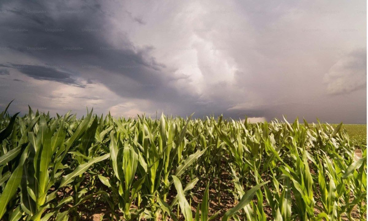 El Niño eleva desafio para a safra de verão - (crédito: DINO)