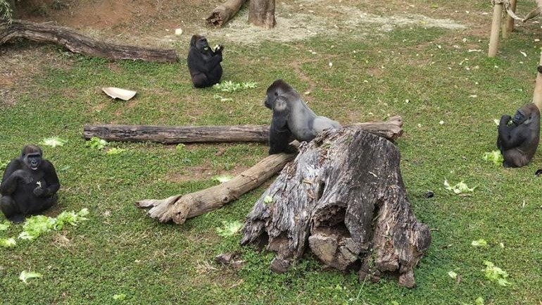 Gorilas se alimentam em seu recinto no Zool&oacute;gico de Belo Horizonte, que promove evento especial no Dia Mundial da esp&eacute;cie -  (crédito: Livia Ansaloni/PBH)