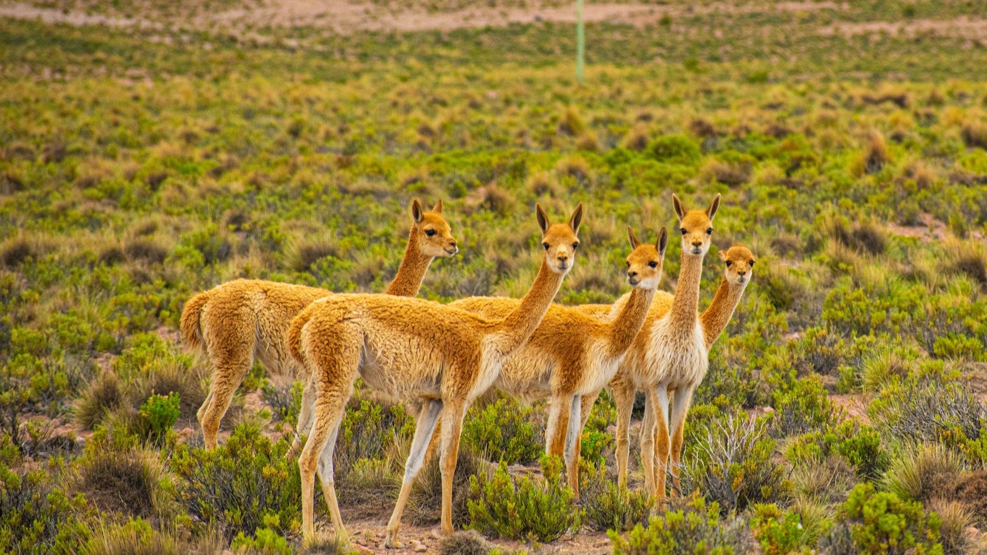 Vicu&ntilde;as habitam o Deserto do Atacama, um ecossistema &uacute;nico que floresce sob condi&ccedil;&otilde;es especiais, como em 2024 -  (crédito: Unsplash)