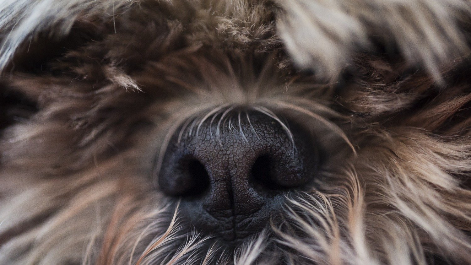 As novas regras em Belo Horizonte visam garantir o bem-estar de animais dom&eacute;sticos como este cachorro -  (crédito: Freepik)