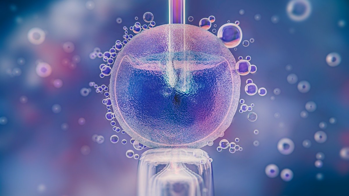 A fertiliza&ccedil;&atilde;o in vitro, como a ilustrada, est&aacute; no centro de um processo por suposta troca de material gen&eacute;tico -  (crédito: Magnific)