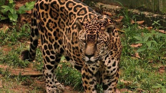 A on&ccedil;a-pintada Guardi&atilde;o, que det&eacute;m o recorde mundial de longevidade em cativeiro, &eacute; um s&iacute;mbolo da fauna amaz&ocirc;nica -  (crédito: Acervo Zoo CIGS)